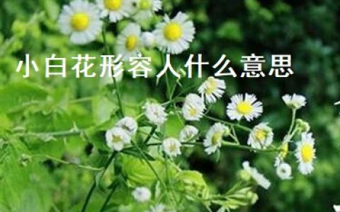 小白花形容人什么意思 小白花特点