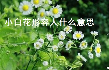 小白花形容人什么意思 小白花特点