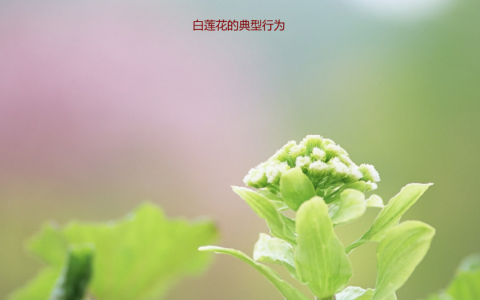 白莲花的典型行为 高段位白莲花女生特点