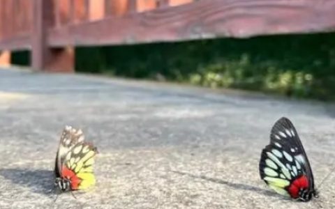 同情弱者的心理学效应叫什么 同情弱者的人怎么样